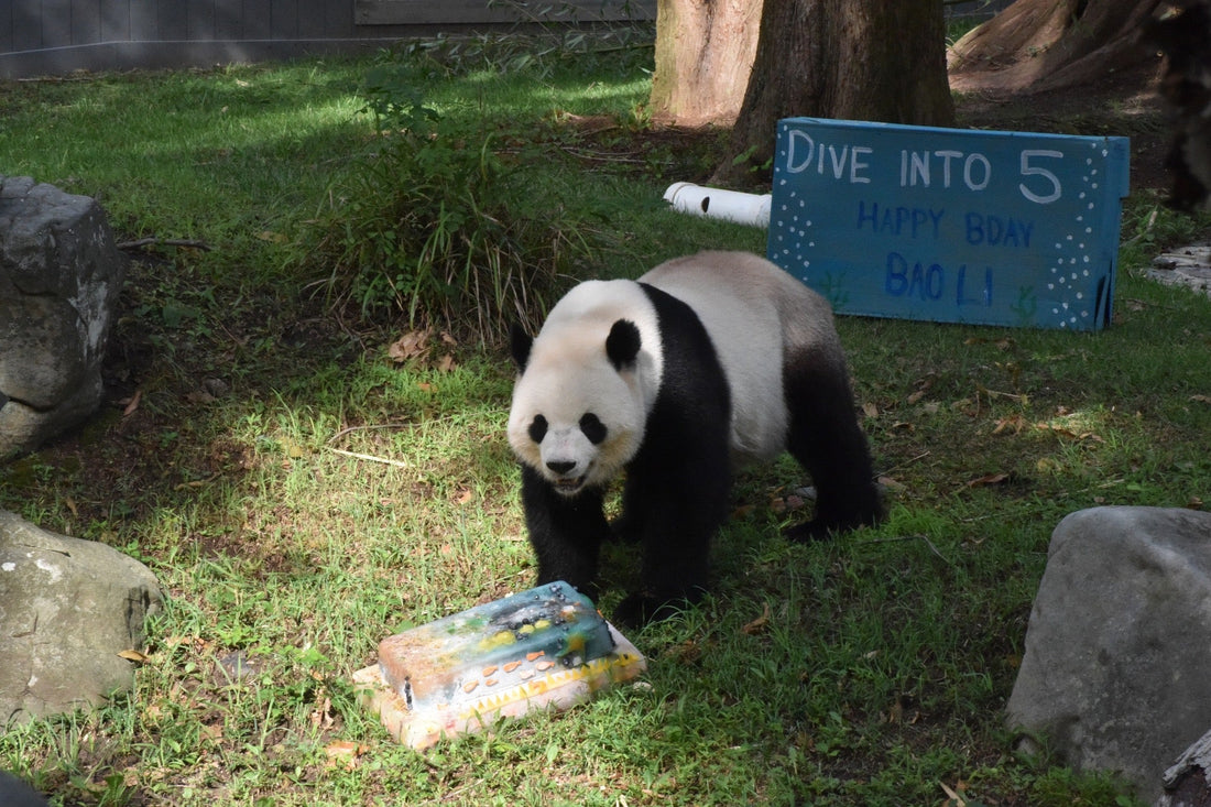 Washington Zoo Celebrates Giant Panda Bao Li’s Fifth Birthday